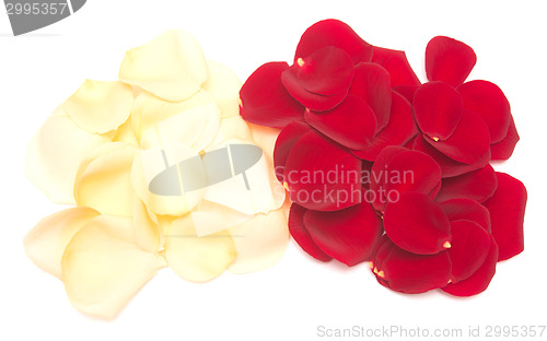 Image of rose petals