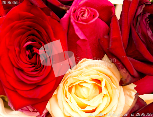 Image of rose background