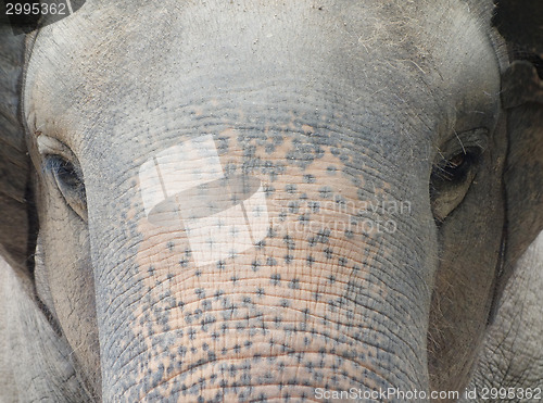 Image of asian elephant