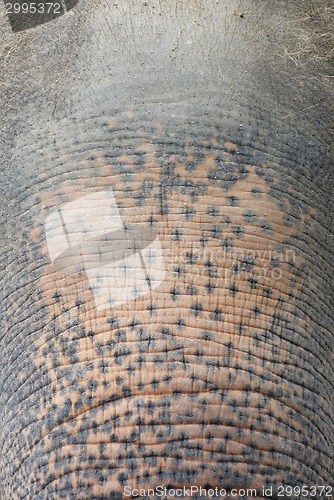 Image of elephant skin