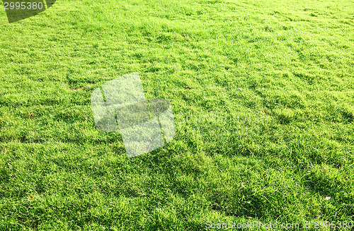 Image of green grass