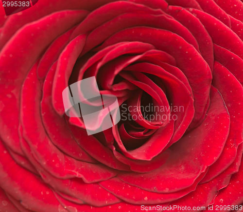Image of red rose