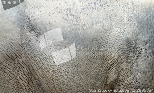 Image of elephant skin