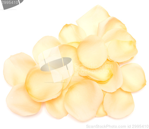 Image of rose petals