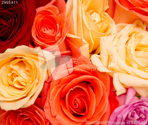 Image of rose background