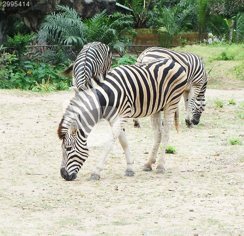 Image of zebra