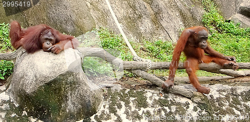 Image of orangutans