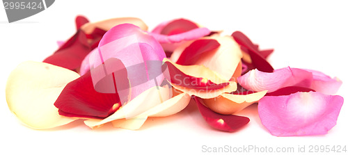 Image of rose petals