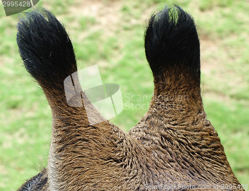 Image of giraffe horns