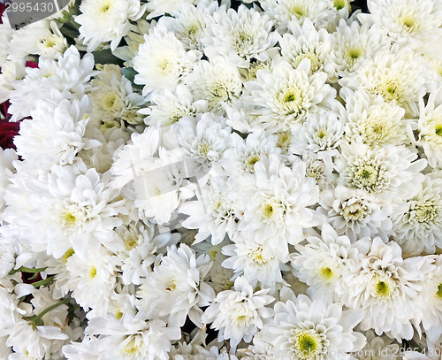 Image of white flowers