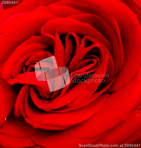 Image of red rose