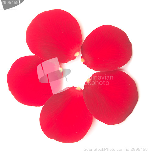 Image of red rose