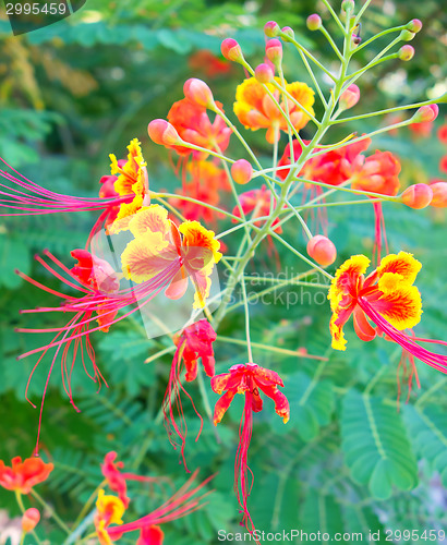 Image of peacock flower