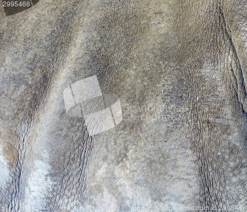 Image of rhino skin