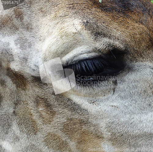 Image of giraffe eye