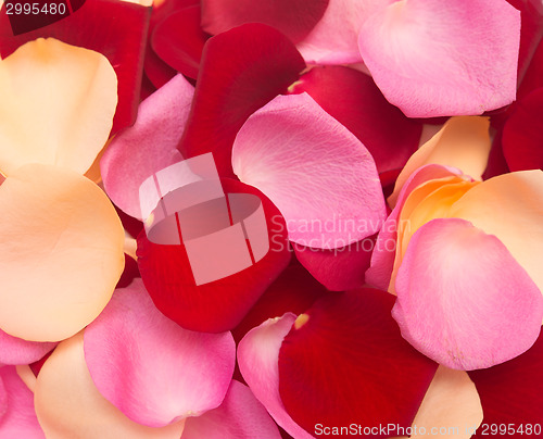 Image of rose petals