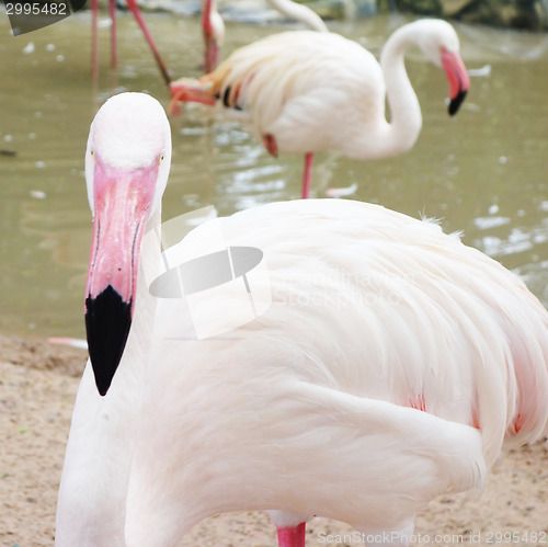 Image of pink flamingo