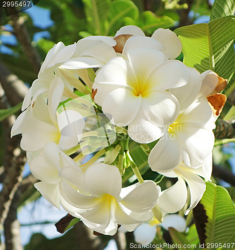 Image of plumeria