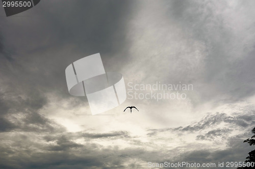 Image of bird and sky