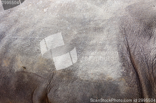 Image of rhino skin