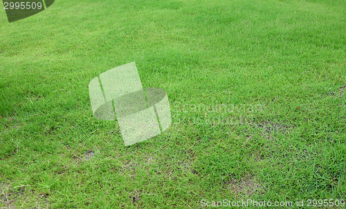 Image of green grass