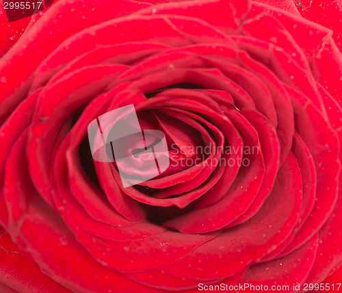 Image of red rose