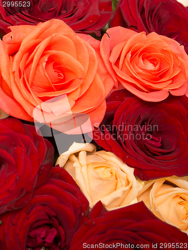 Image of rose background