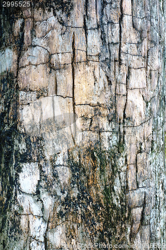 Image of tree bark