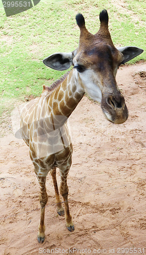 Image of giraffe