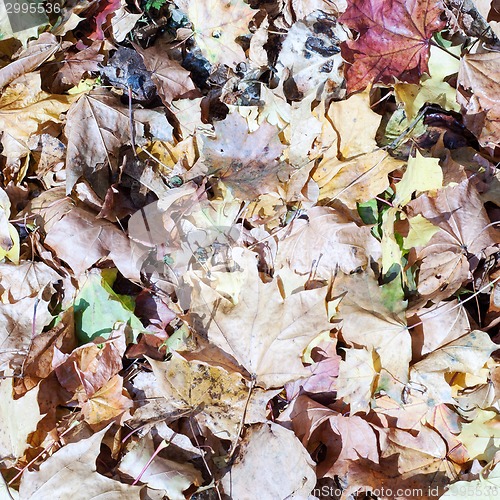 Image of dry leaves on the floor in autmn