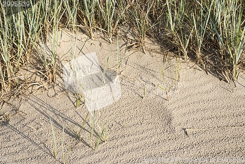 Image of Beachgrass in dunes near the sea