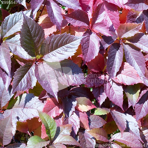 Image of red autumn leaves of chokeberry 