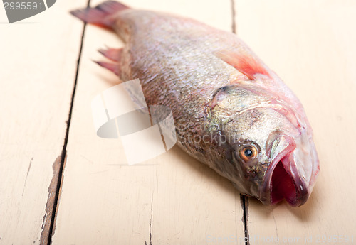 Image of fresh whole raw fish