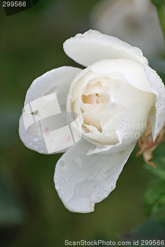 Image of nice rose