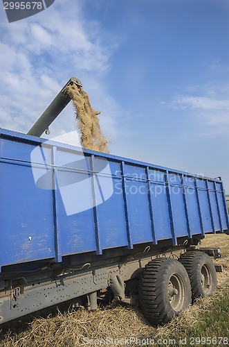 Image of Wheat unloads