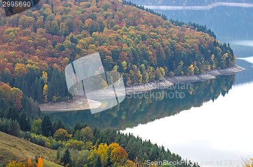 Image of Mirroring forest