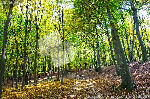 Image of Forest path