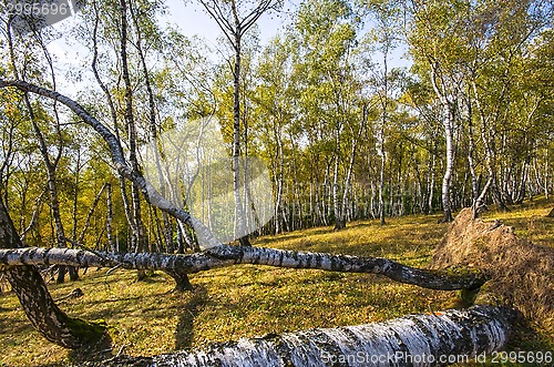 Image of Birch forest