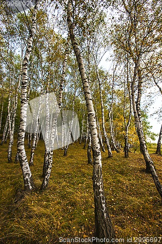 Image of Birch tree