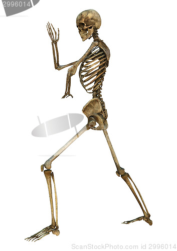 Image of Human Skeleton