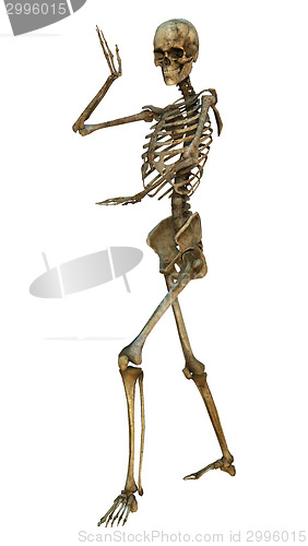 Image of Human Skeleton