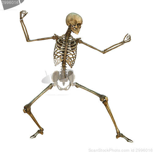 Image of Human Skeleton