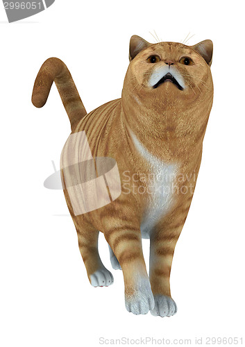 Image of Red Tabby Cat