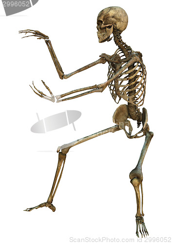 Image of Human Skeleton