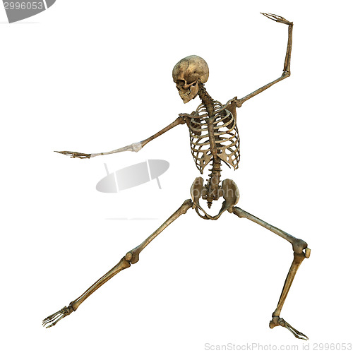 Image of Human Skeleton