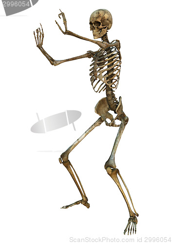 Image of Human Skeleton