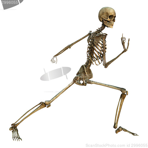 Image of Human Skeleton