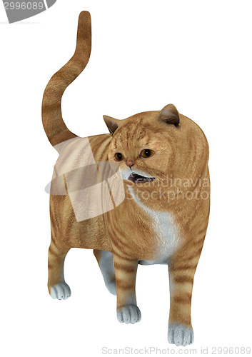 Image of Red Tabby Cat