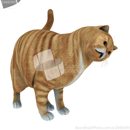 Image of Red Tabby Cat