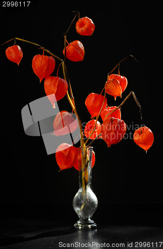 Image of Physalis alkekengi in vase 